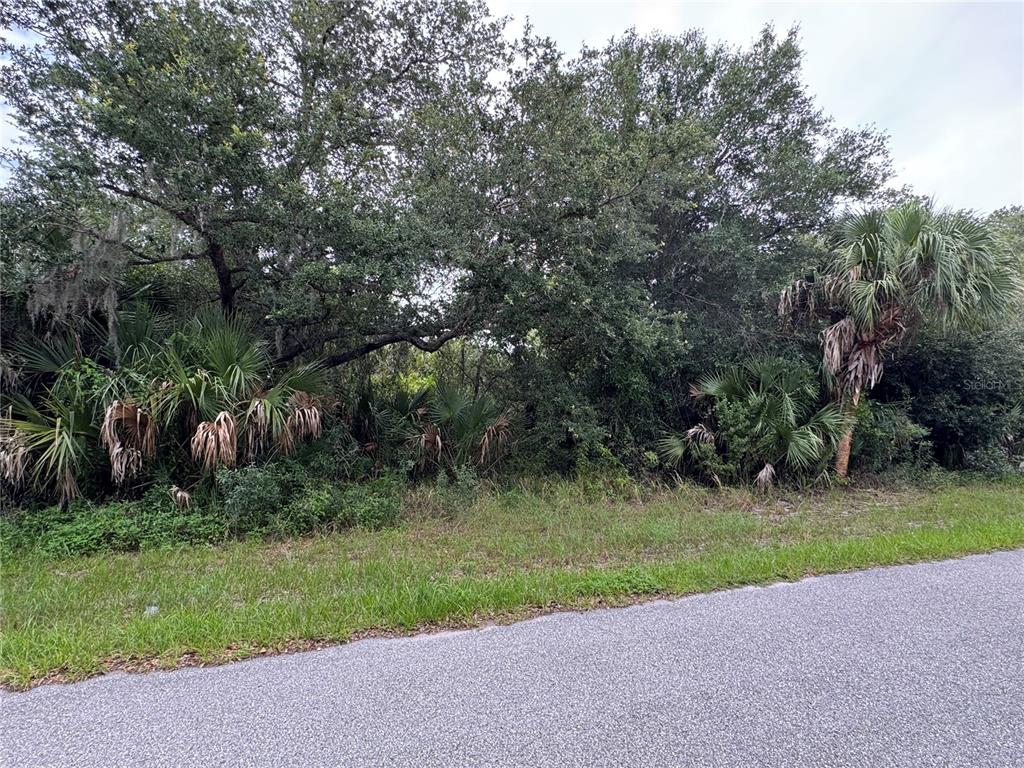 A paved road runs alongside a densely wooded lot with various trees and palm plants — 318 LEONA STREET, PORT CHARLOTTE, FL