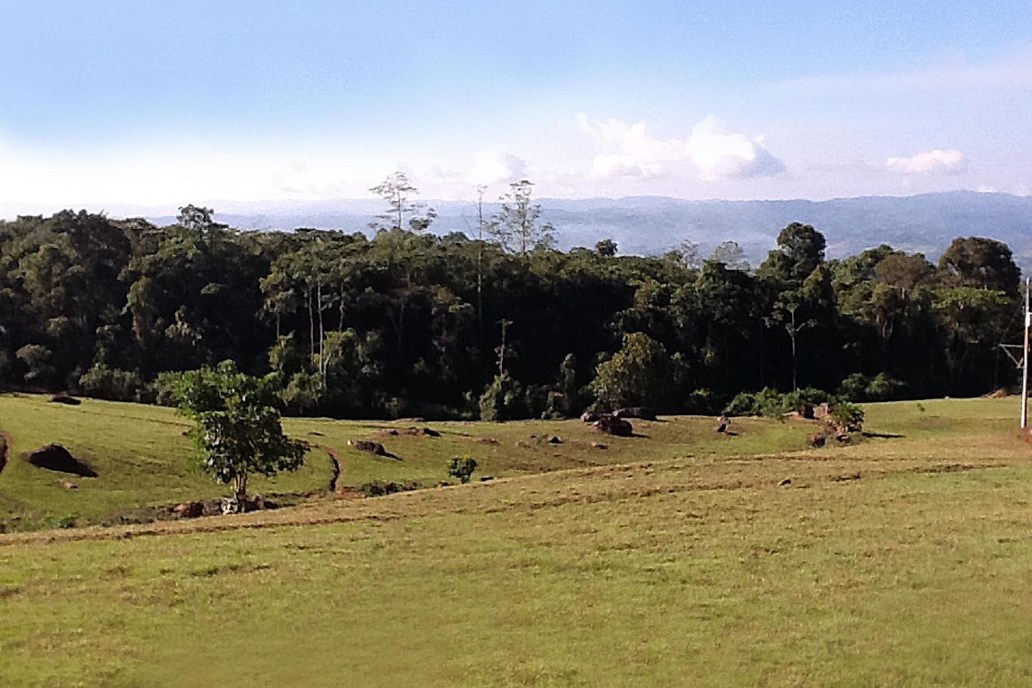 South View of Forest — 000000 Quintas Berninas, FL