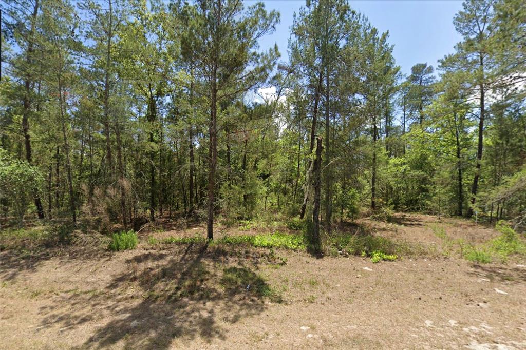 A wooded lot with tall pine trees and sparse ground vegetation under a clear sky — 6230 W OAK PARK BOULEVARD, HOMOSASSA, FL