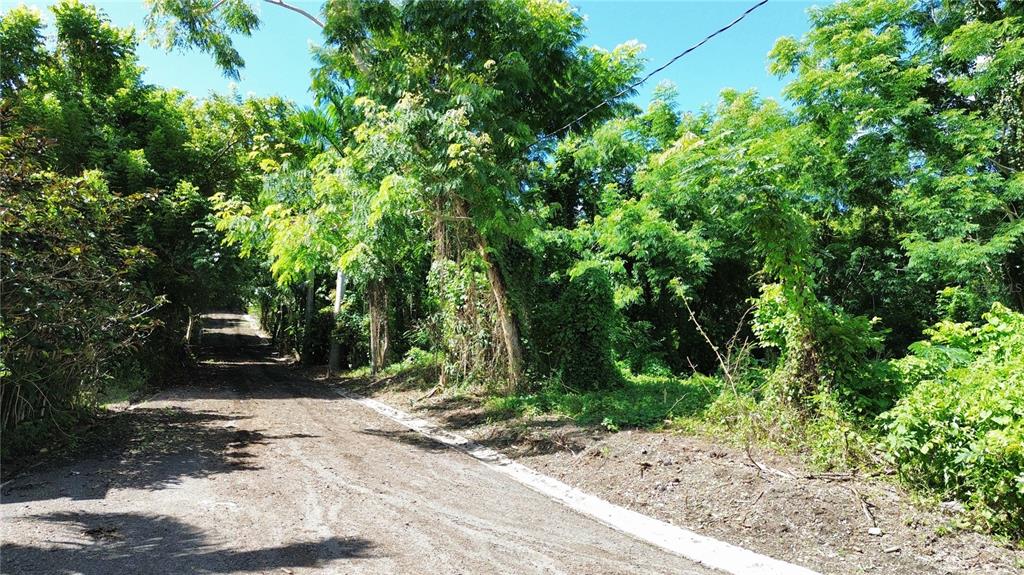 A dirt road runs alongside a dense, overgrown wooded area under a clear blue sky — CALLE BALBINO ROSA UNIT Solar C, LUQUILLO, PR