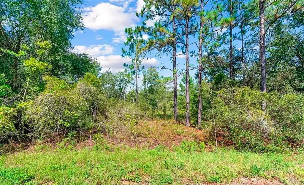 A grassy foreground leads to a wooded area with tall pine trees under a sky — 175 FISHER LN COURT, OCKLAWAHA, FL