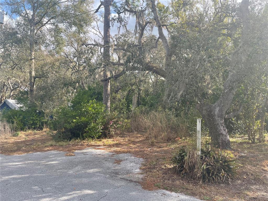 A paved road leads to a wooded lot with mature trees and a survey marker — 10024 OANA STREET, NEW PORT RICHEY, FL