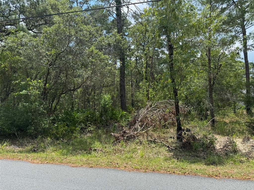 A view of a wooded, undeveloped lot from the edge of an asphalt road — Lot 62 MICHIGAN AVENUE, WEEKI WACHEE, FL