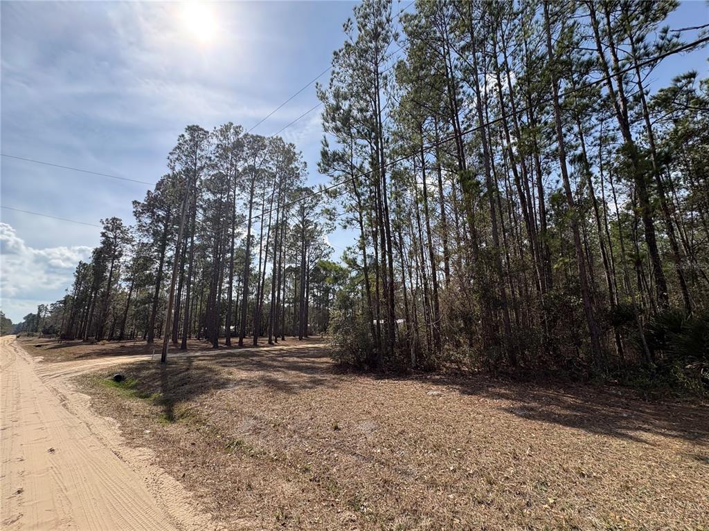A dirt road runs alongside a wooded lot with tall pine trees under a sunny sky — 4385 BONDARENKO ROAD, KEYSTONE HEIGHTS, FL