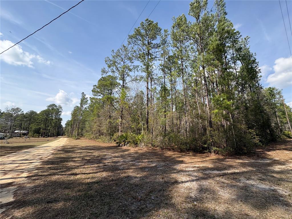 A dirt road runs alongside a wooded area with tall pine trees under a blue sky — 4385 BONDARENKO ROAD, KEYSTONE HEIGHTS, FL