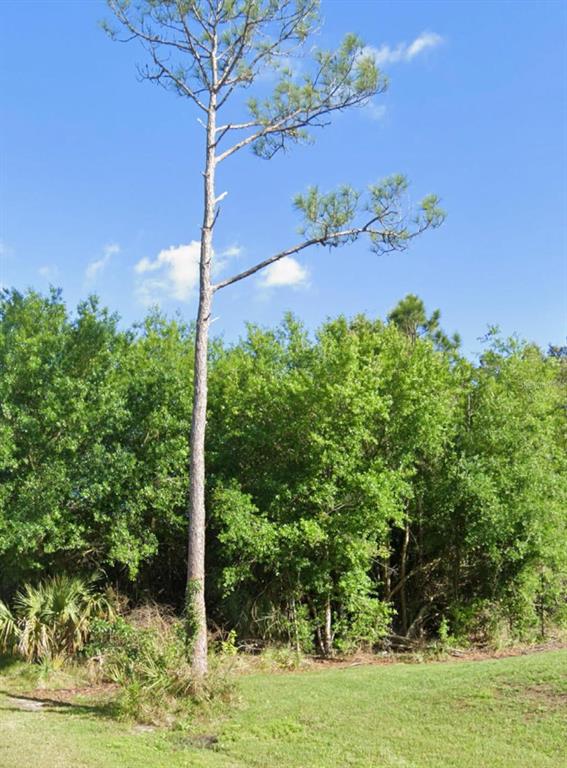 A tall pine tree stands in a grassy yard in front of a dense forest — 23509 BRANCH AVENUE, PUNTA GORDA, FL