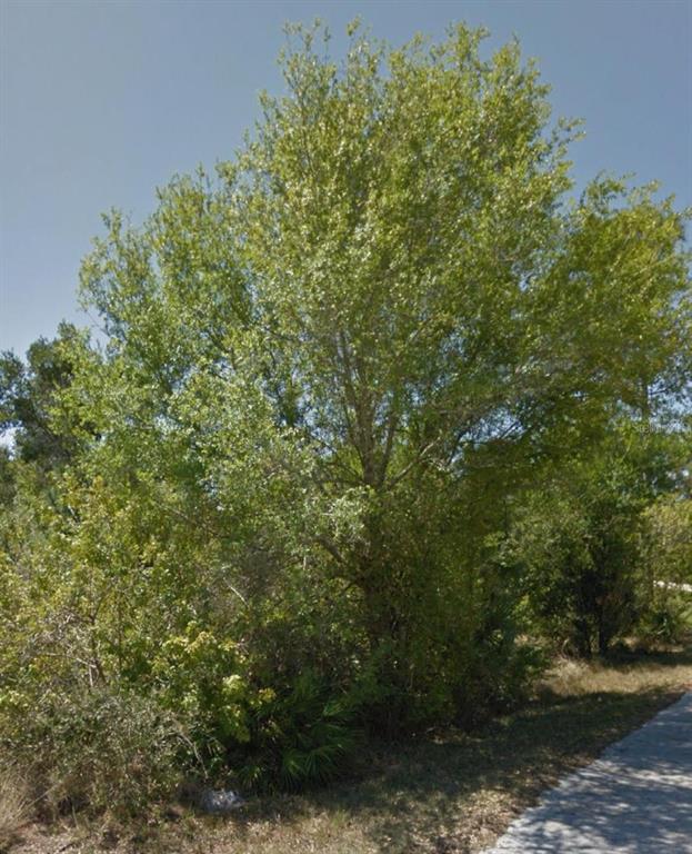 A large, leafy green tree stands beside a paved walkway in a natural outdoor setting — 23509 BRANCH AVENUE, PUNTA GORDA, FL