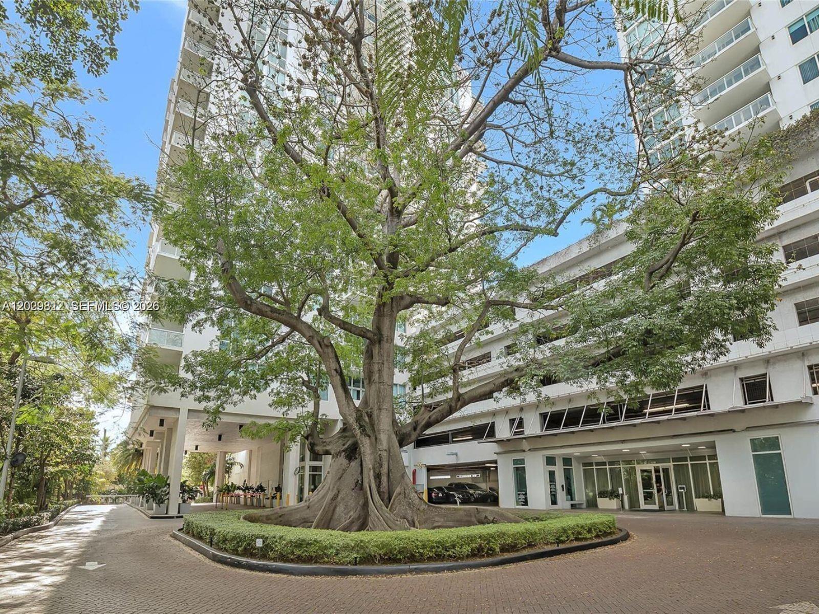 A large, mature tree with a wide trunk stands in the center of a paved driveway — 1861 NW S River Dr # 1403, Miami FL 33125, MIAMI, FL