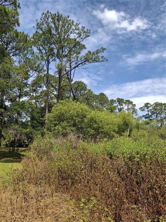 A view of a grassy lot with dense shrubs and tall pine trees under a sky — 885 E LEHIGH DRIVE, DELTONA, FL