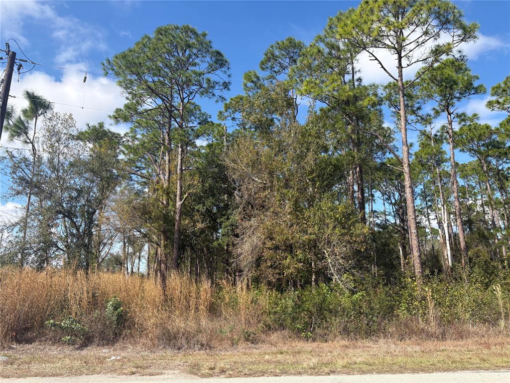 A wooded lot with tall pine trees and dry grass under a blue sky — 3214 SR-66, SEBRING, FL