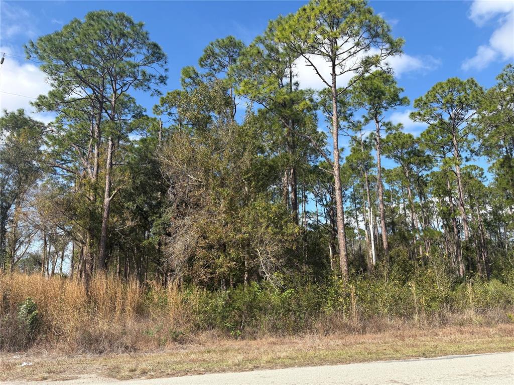 A view of a wooded lot with tall pine trees and dry grass along a road — 3214 SR-66, SEBRING, FL