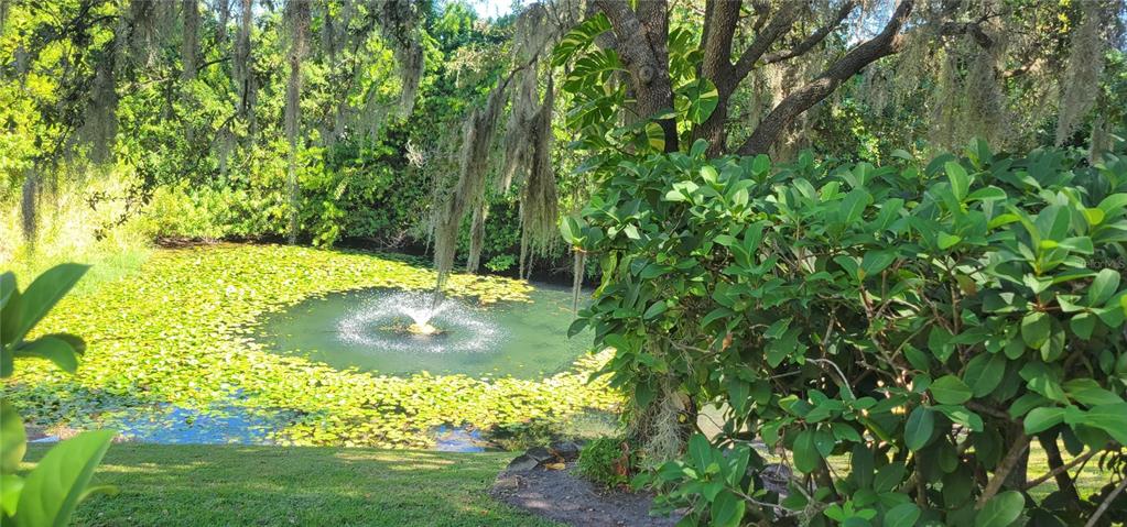 A pond with a fountain and lily pads is surrounded by trees and lush greenery — 1004 OLD MILL POND ROAD, PALM HARBOR, FL