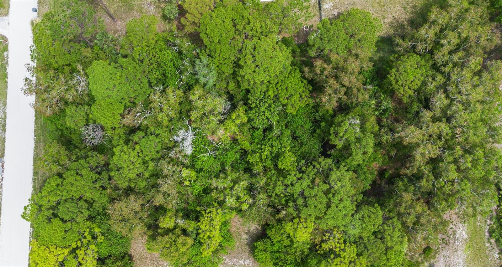 An aerial view shows a densely wooded, undeveloped rectangular lot adjacent to a paved road — Tbd 122nd Drive N, FL 33411, FL