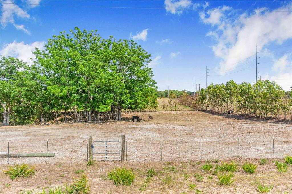 A fenced pasture features a large tree, a metal gate, and grazing cattle — LAKE HATCHINEHA ROAD, HAINES CITY, FL