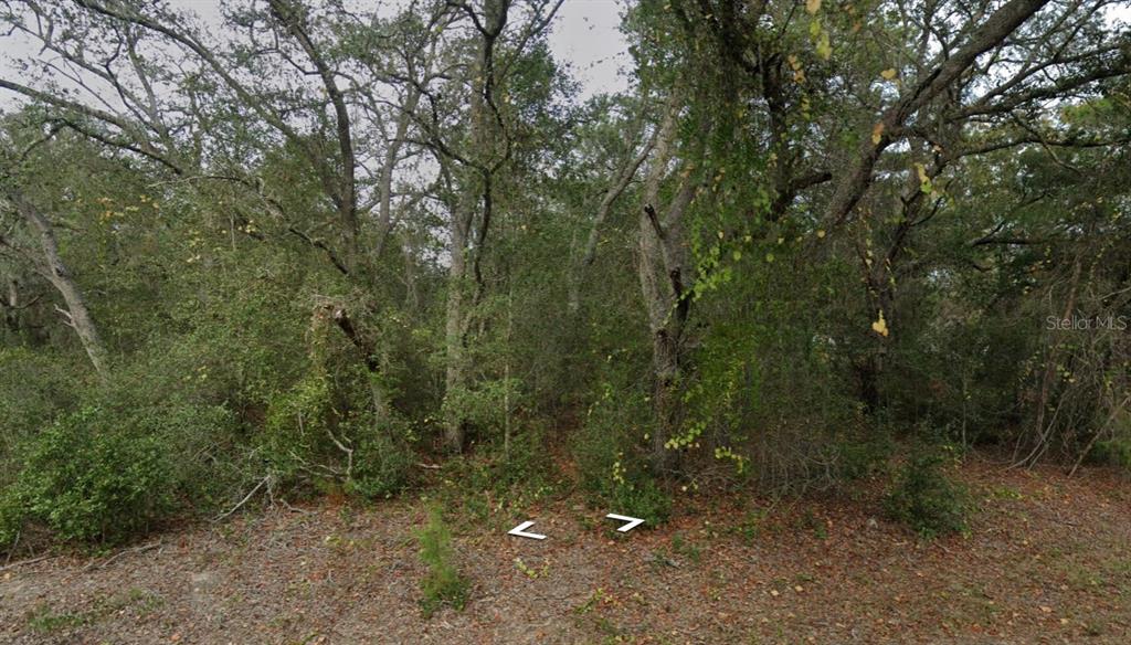 A densely wooded, undeveloped lot with mature trees and thick underbrush — FISHER WAY DR LOT 16, OCKLAWAHA, FL