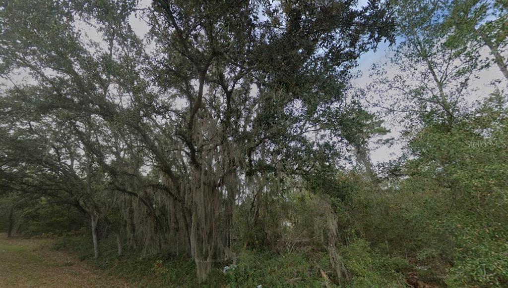 A large, mature oak tree draped in Spanish moss stands in a wooded outdoor area — FISHER WAY DR LOT 16, OCKLAWAHA, FL