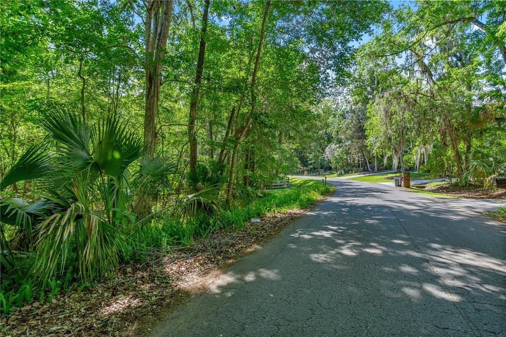 A paved road winds through a lush, wooded area with palm trees and Spanish moss — SW 45TH STREET, OCALA, FL