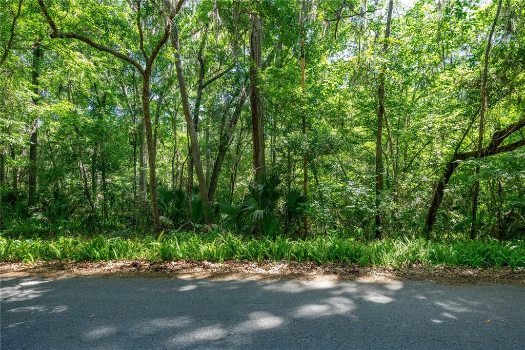 A paved road runs in front of a dense, wooded area with lush green vegetation — SW 45TH STREET, OCALA, FL