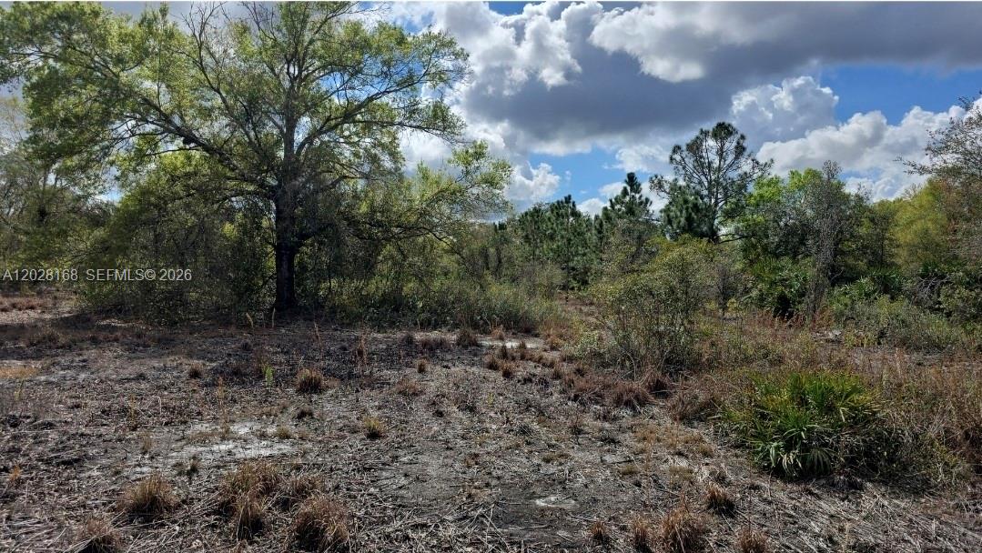 A view of a flat, partially cleared lot with trees and shrubs under a cloudy sky — 17718 NW 282nd St, Okeechobee FL 34972, OKEECHOBEE, FL