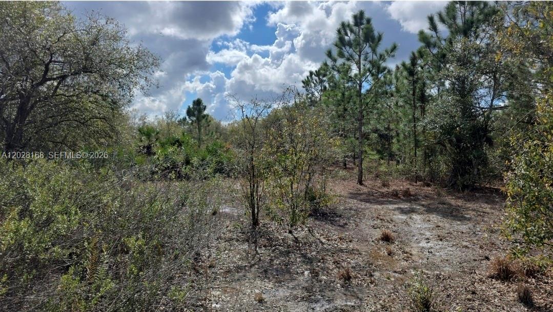 A view of a wooded, undeveloped lot with scattered trees and low-lying vegetation — 17718 NW 282nd St, Okeechobee FL 34972, OKEECHOBEE, FL