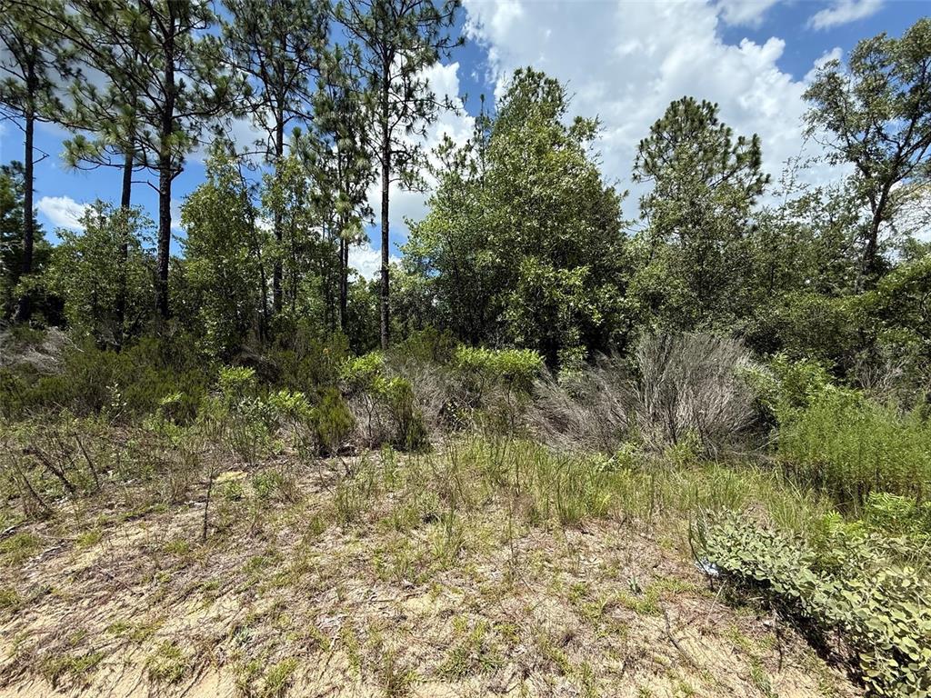 A sandy, grassy lot is bordered by a dense forest of pine and deciduous trees — 187 PARIS STREET, INTERLACHEN, FL