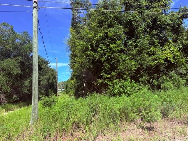 A utility pole stands beside a grassy area leading toward a dense line of trees — NE 249TH COURT, SALT SPRINGS, FL