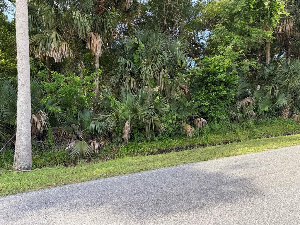 A paved road runs alongside a dense area of palm trees and lush green vegetation — 1400 ENTERPRISE AVENUE, NEW SMYRNA BEACH, FL