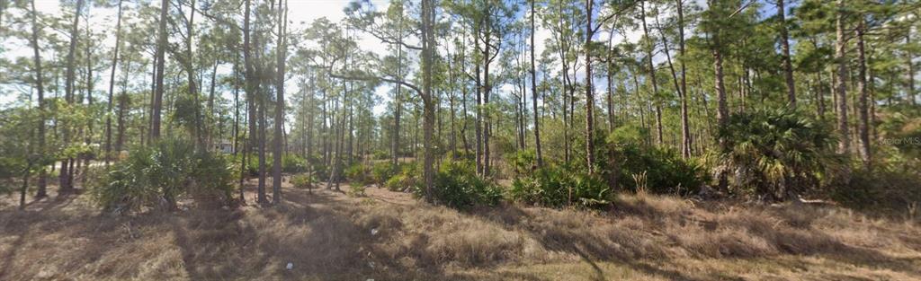 A wooded lot with tall pine trees and low-lying palmetto bushes under a blue sky — 1303 GLENN AVENUE, LEHIGH ACRES, FL