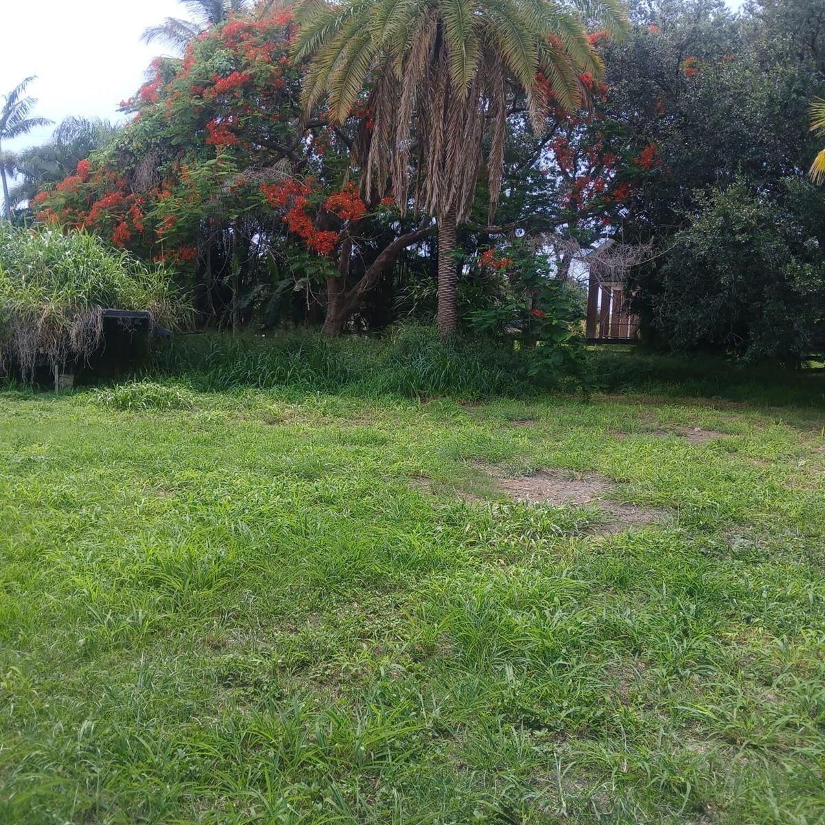 A grassy yard features a large palm tree and a tree with bright red flowers — 37121 E Main Street, Canal Point FL 33438, CANAL POINT, FL