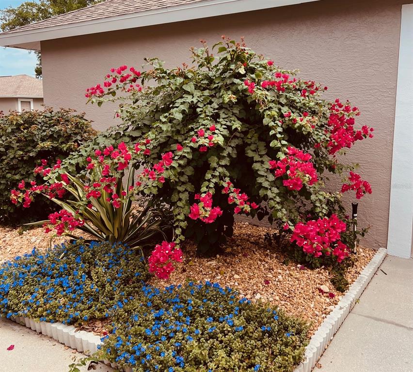 A landscaped garden bed features a large bougainvillea, a variegated agave, and blue flowers — 8941 VERANDA WAY UNIT 522, SARASOTA, FL
