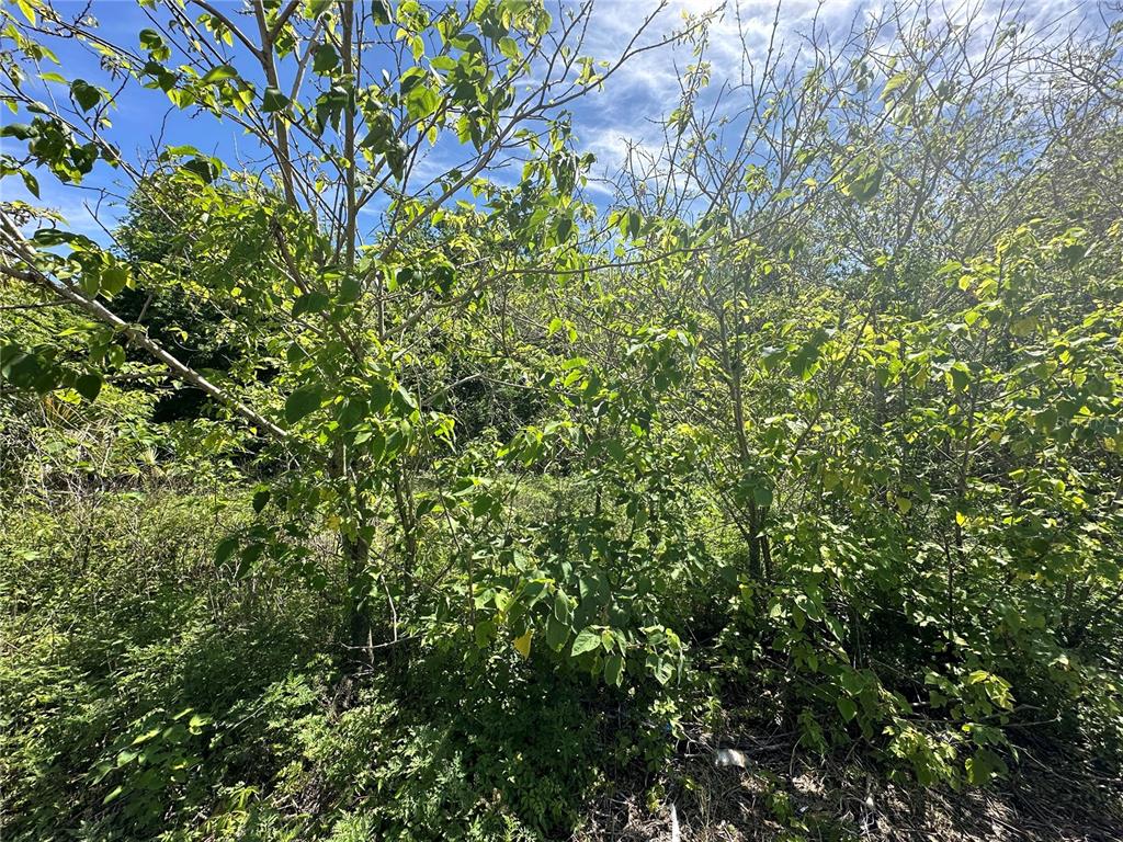 A dense thicket of trees and shrubs grows on an overgrown, undeveloped plot of land — 2907 SANFORD AVENUE, SANFORD, FL