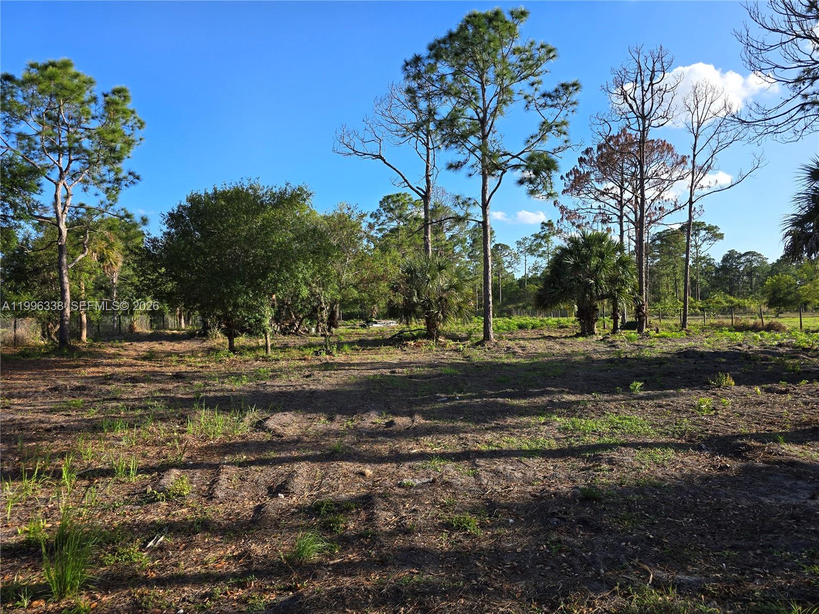 A vacant, grassy lot features scattered pine trees and native shrubs under a blue sky — 466 Hunting Club Ave, Clewiston FL 33440, CLEWISTON, FL