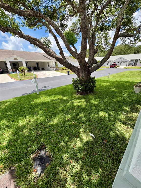 A large tree stands in a grassy yard in front of a residential building — 9221 ESTRADA PLACE, NEW PORT RICHEY, FL