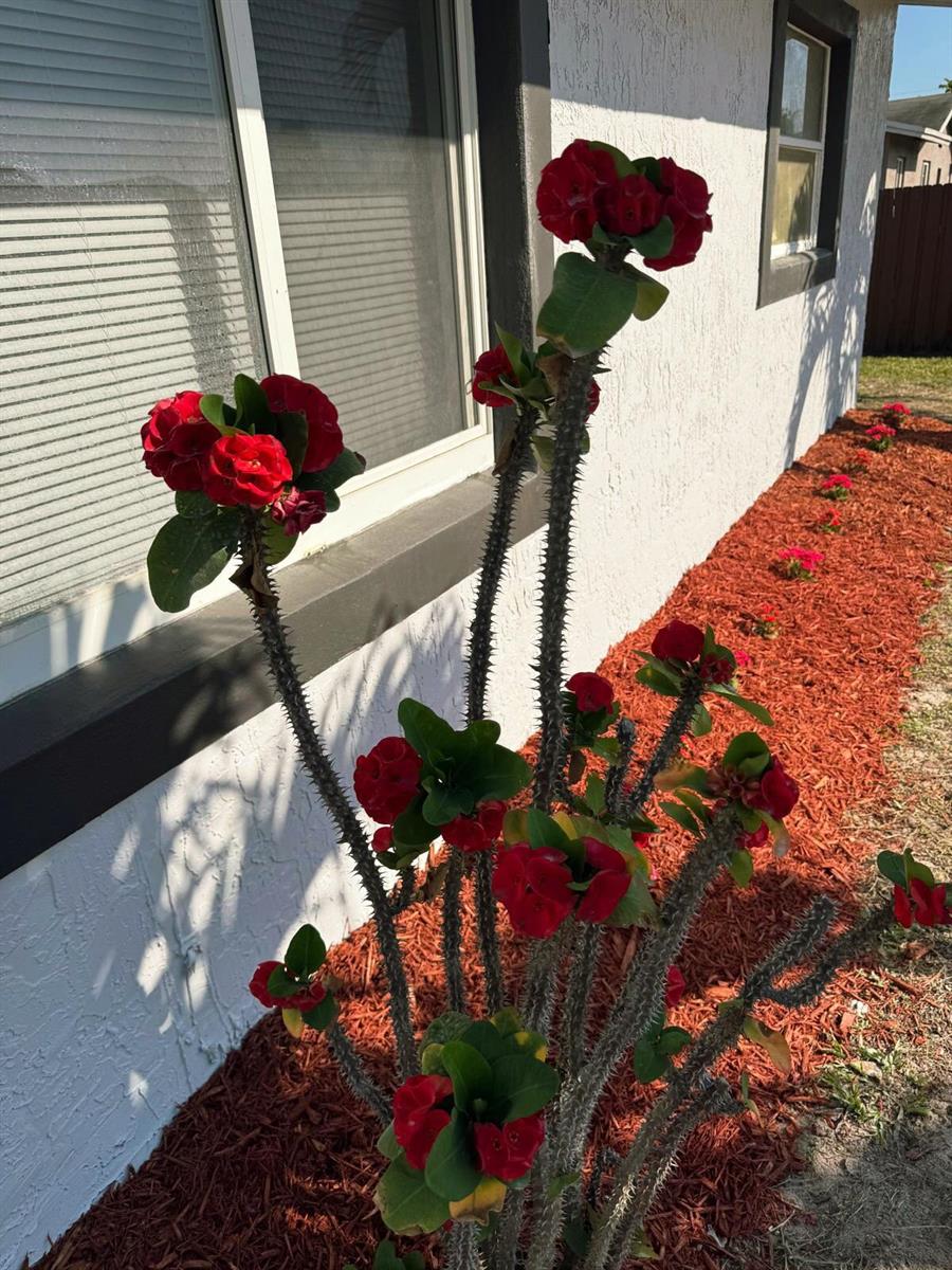 A thorny Crown of Thorns plant with red flowers grows in red mulch beside a house — 4010 NE 6th Avenue, Deerfield Beach FL 33064, DEERFIELD BEACH, FL