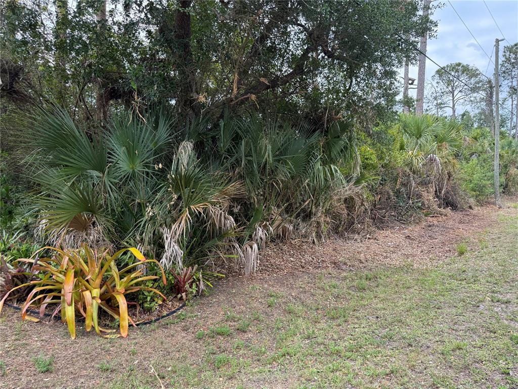 A dense cluster of palm trees and tropical foliage grows along the edge of a lawn — ZUYDER TERRACE, NORTH PORT, FL