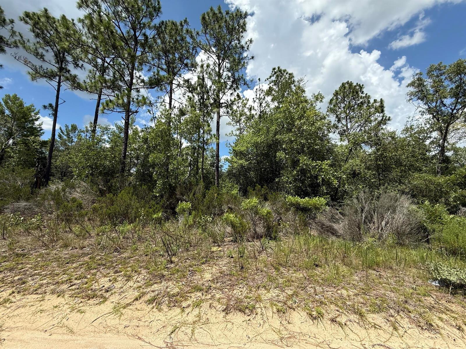 A sandy foreground leads to a dense wooded area with tall pine trees and shrubs — 187 Paris Street, FL 32148, FL