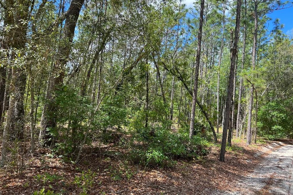 A wooded lot with tall pine trees and sandy ground beside a dirt path — 0000 LADY BUG LANE, MELROSE, FL