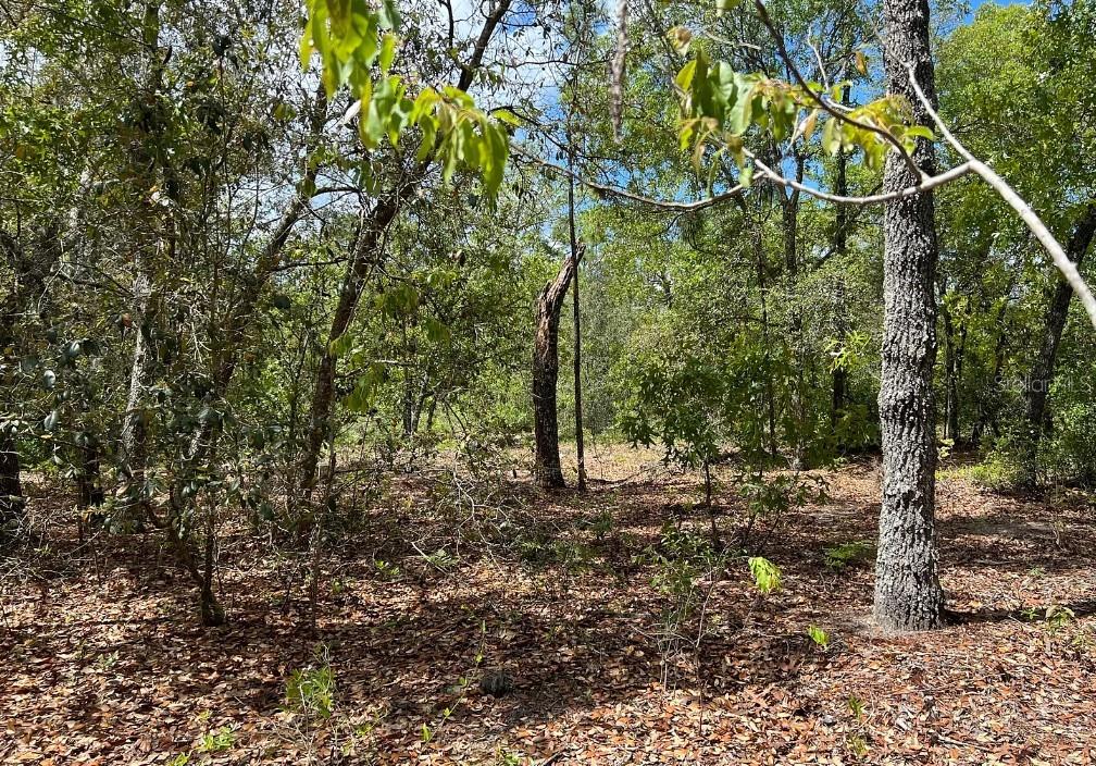 A view of a wooded lot covered in fallen leaves with various trees and shrubs — 0000 LADY BUG LANE, MELROSE, FL