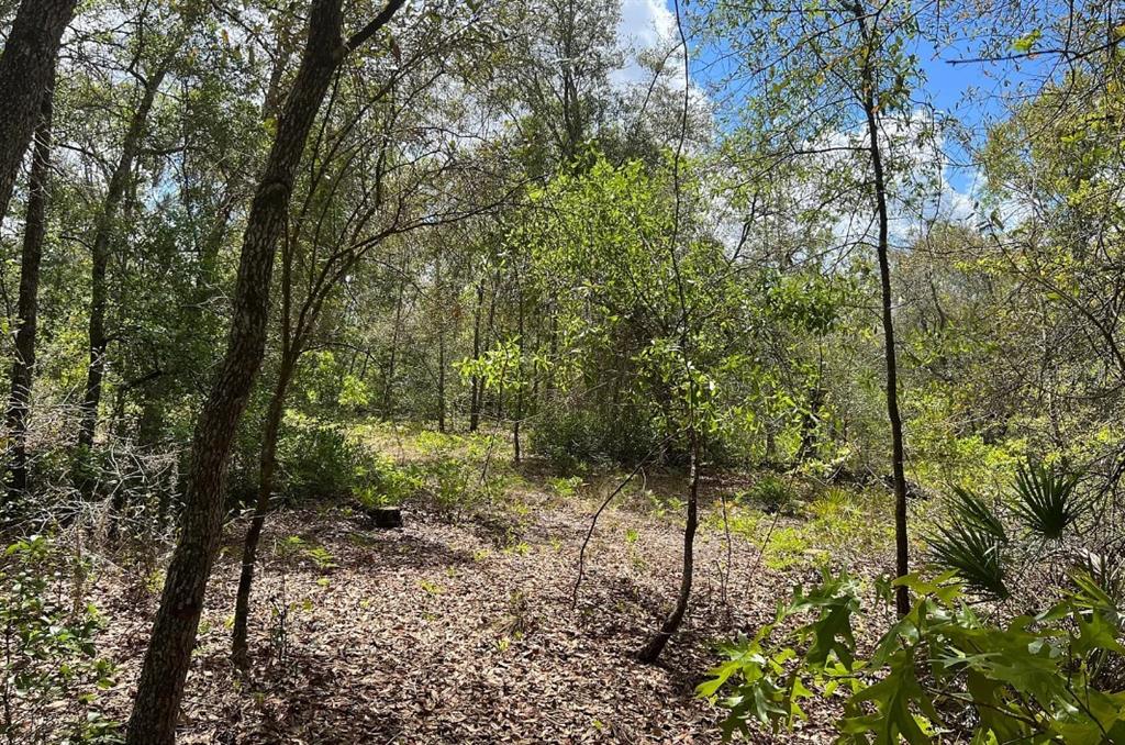 A wooded lot with scattered trees, low-lying vegetation, and a leaf-covered forest floor — 0000 LADY BUG LANE, MELROSE, FL