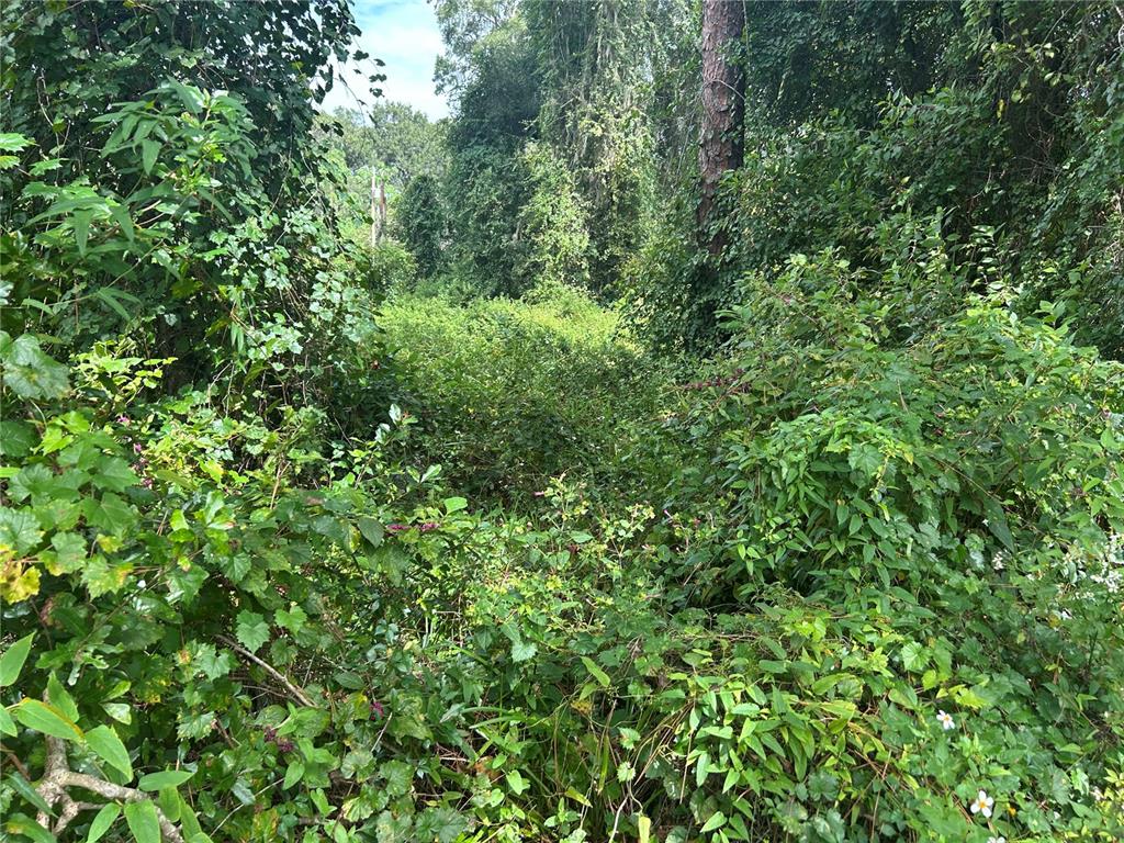 A dense, overgrown wooded area filled with thick green vegetation and mature trees — 4014 SW 125TH AVENUE, WEBSTER, FL