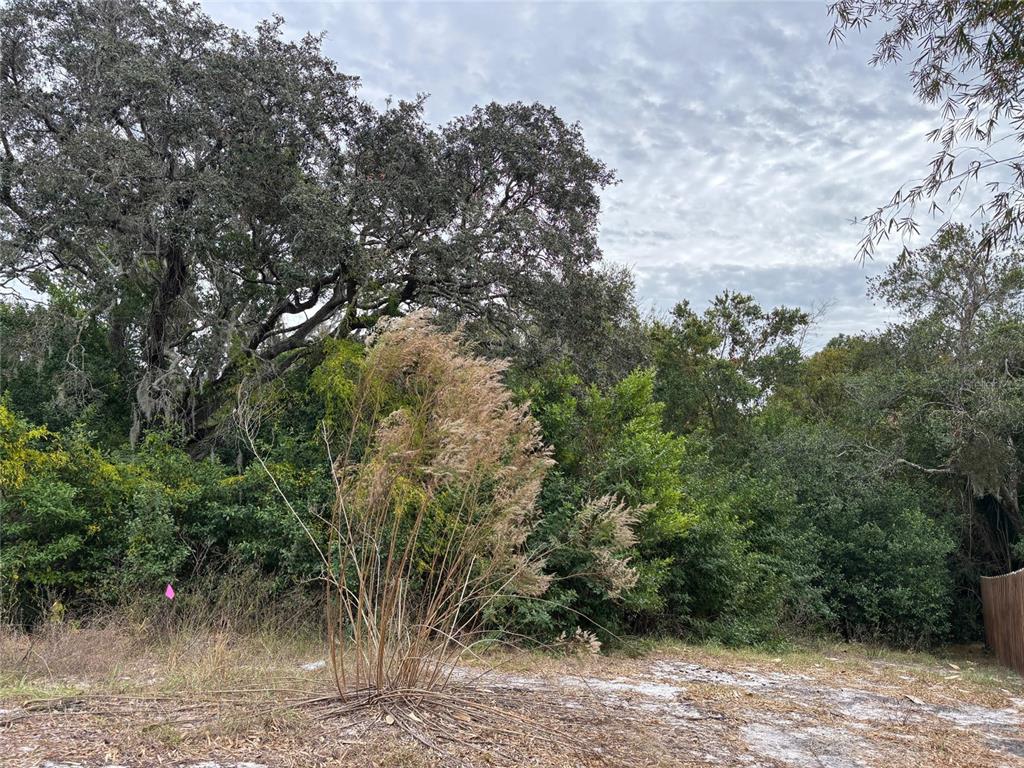 A grassy, wooded lot features a large oak tree and a patch of tall grass — 6330 KELVIN COURT, SPRING HILL, FL