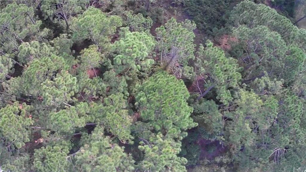 105 PINE CONE DRIVE, GEORGETOWN, FL — photo 2 of 8