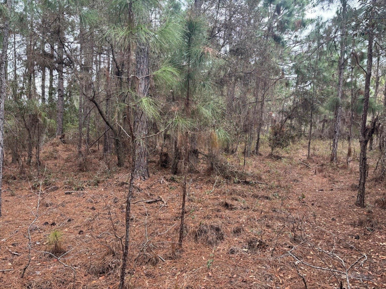 A wooded area features pine trees and a ground covered in brown pine needles — 0 Old Grade Road, FL 33868, FL