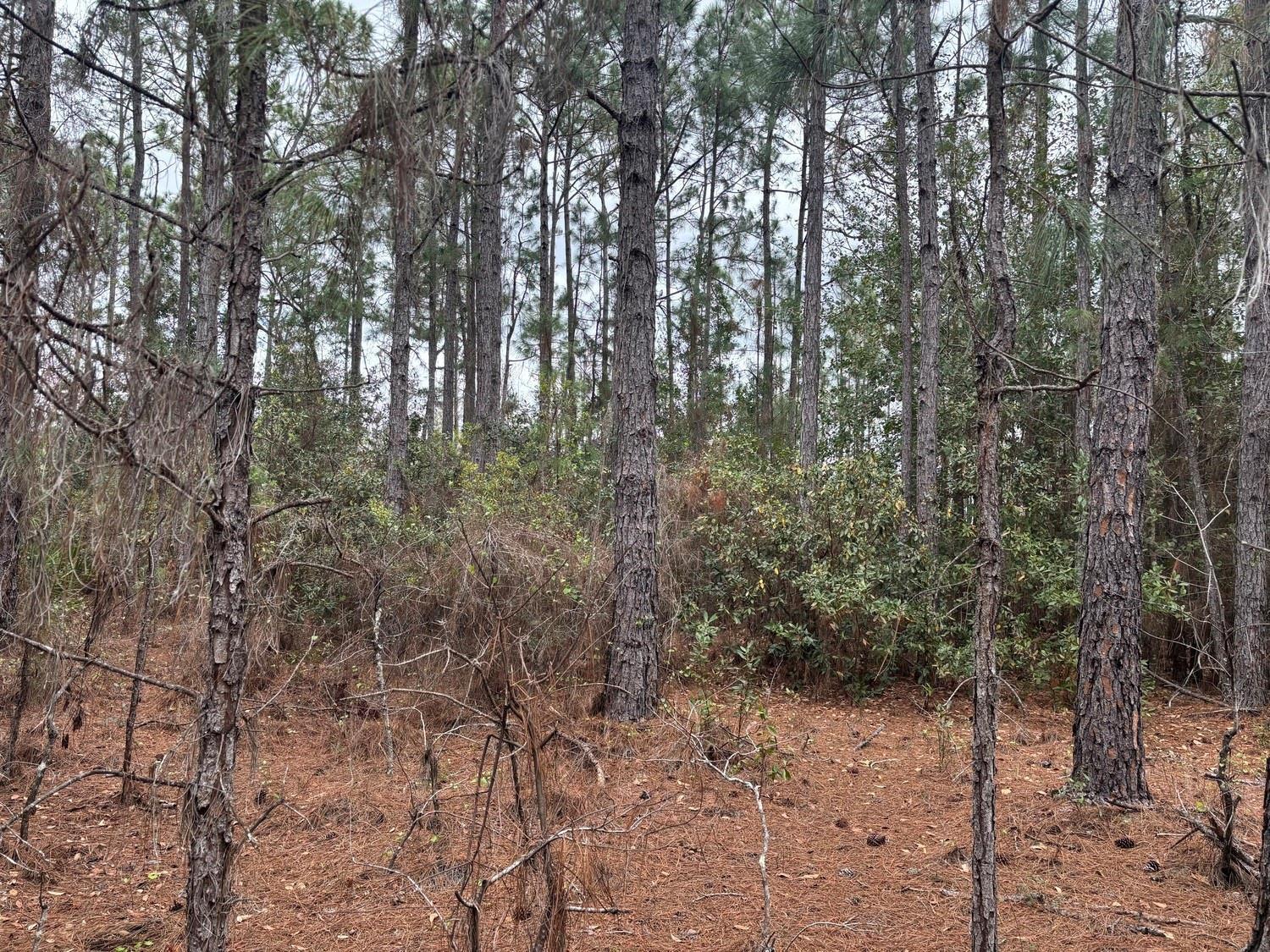 A wooded area featuring tall pine trees and a ground covered in pine needles — 0 Old Grade Road, FL 33868, FL