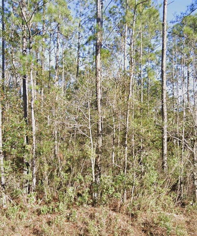 A dense forest with tall pine trees and thick underbrush under a clear blue sky — 10460 DILLON AVENUE, HASTINGS, FL