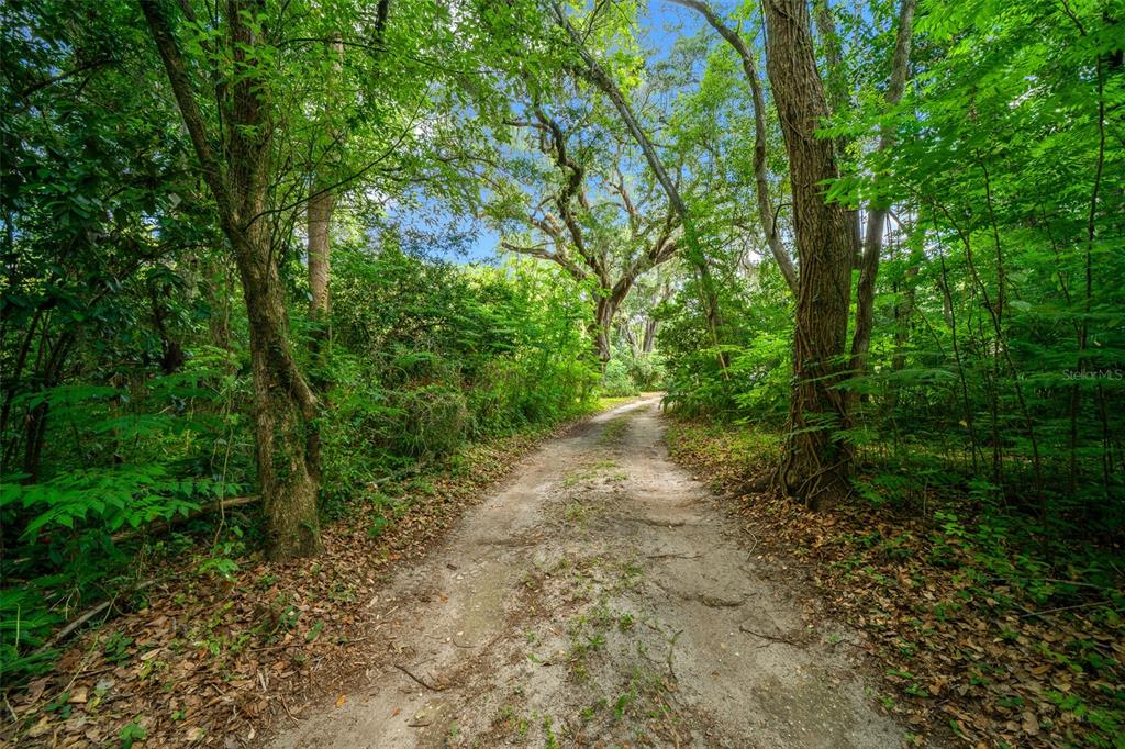 A dirt path winds through a dense, wooded forest with tall trees and lush green foliage — 1985 NE 97TH STREED ROAD, ANTHONY, FL