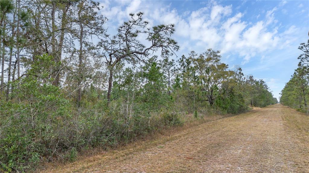 A dirt path runs alongside a dense forest of pine trees and low-lying brush — 209 EL DORADO DRIVE, INDIAN LAKE ESTATES, FL