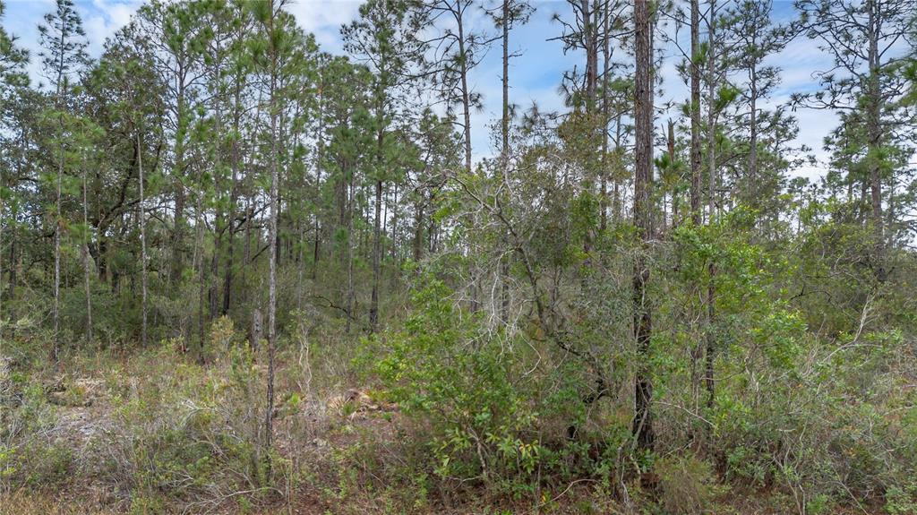 A wooded lot features tall pine trees and dense underbrush under a cloudy sky — 209 EL DORADO DRIVE, INDIAN LAKE ESTATES, FL