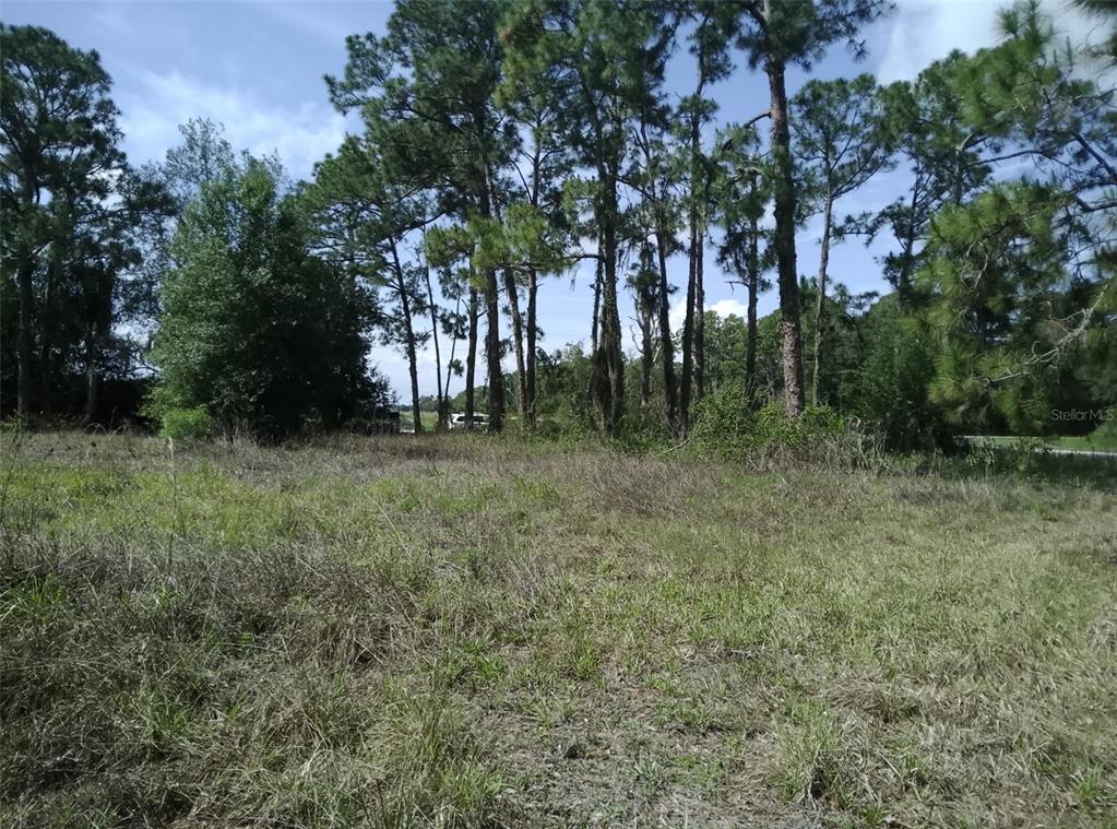 A grassy, undeveloped lot features scattered pine trees under a partly cloudy sky — 705 HORSE CLUB AVENUE, CLEWISTON, FL