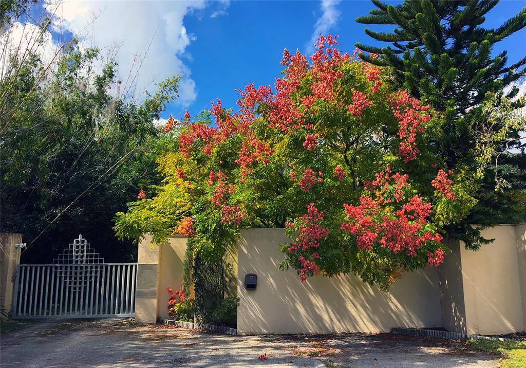 A golden rain tree with pink seed pods stands behind a beige wall and gate — 7808 34TH COURT E, SARASOTA, FL